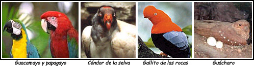 guacamayo papagayo condor de la selva gallito de las rocas guacharo
